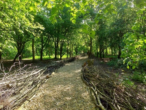 More bluebells needed to make carpet of colour at Haysden Park